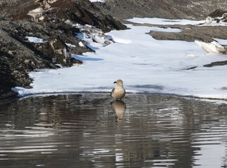 South polar skua bird standing in the water