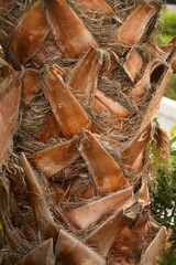 Vertical closeup of a tropical palm tree trunk with dried leaves