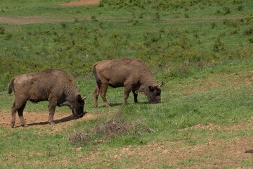 Pair of dark bisons grazing on a rural green valley