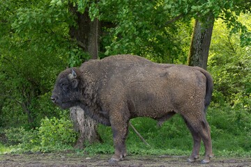 Beautiful shot of a large dirty bison in a lush green forest