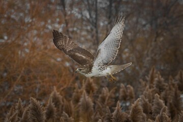 Accipitrinae (true hawk) flying in the woods