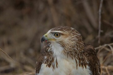 Accipitrinae (true hawk) in the woods