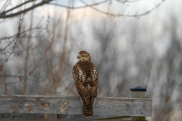 Accipitrinae (true hawk) in the woods