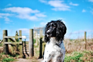 Fototapeta premium Scenic view of a Springer Spaniel dog found sitting under the sun outdoors