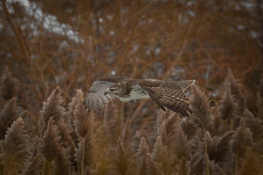 Accipitrinae (true hawk) flying in the woods