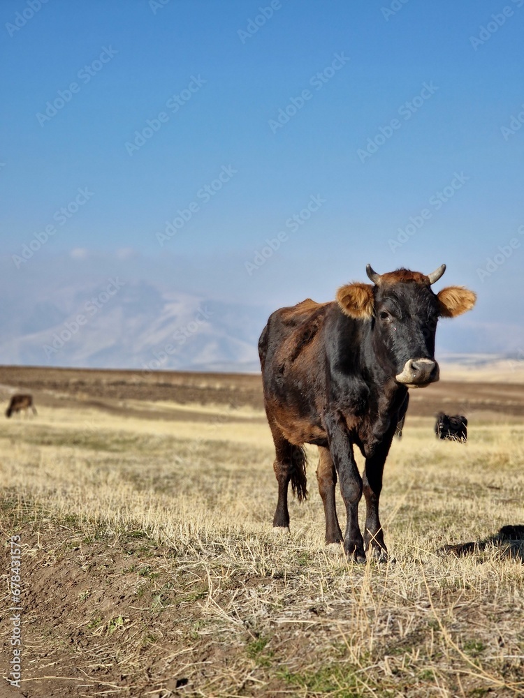 Sticker Vertical shot of a black heck cattle in the field