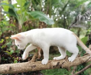 Small cute white cat on the branch of the tree in the forest