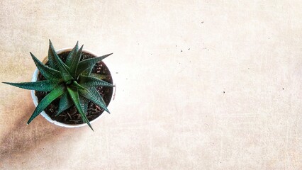Top view of a pot with haworthia plant in it