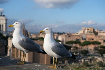 Obraz premium Seagulls standing on a railing overlooking a cityscape