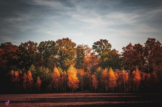 Beautiful landscape of colorful autumn trees in a forest