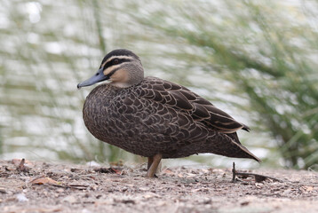 Pacific black duck bird sitting on the bank of a pond of water