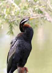 Close up portrait of an Australasian darter bird standing next to the water