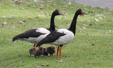 Family of two adult magpie geese birds with their babies standing on green grass