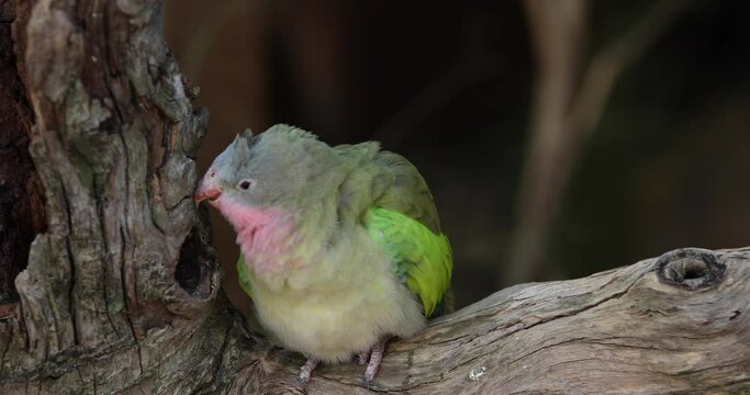 Beautiful princess parrot - close up