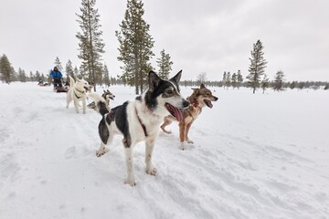 Dog sled ride in winter arctic forest - 678435927
