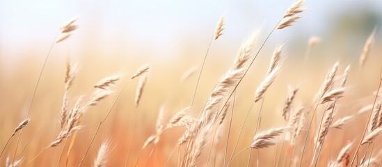 Untamed flowers in a windy meadow surrounded by rye grass