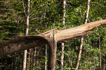 Selective blur on a tree struck by lightning, torn down, with a destroyed trunk, in a forest of...