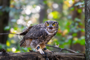 owl perched on branch