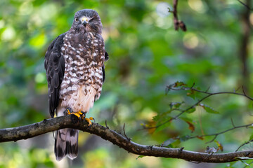 Hawk in the woods