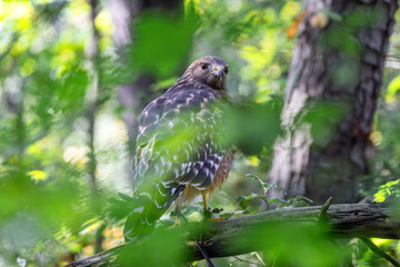 Hawk in the woods
