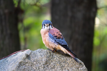 American kestrel 