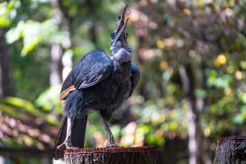 Abyssinian ground hornbill