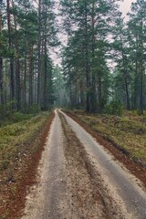 Fototapeta premium Forest walking path in misty weather
