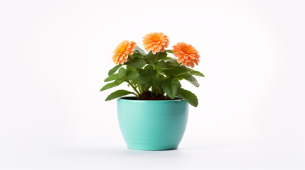 Flower in a pot isolated on white