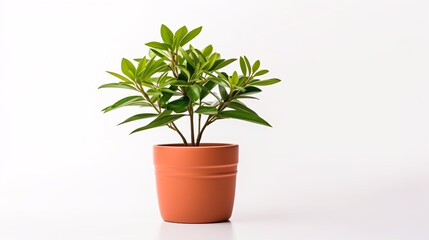 Fototapeta premium Flower in a pot isolated on white