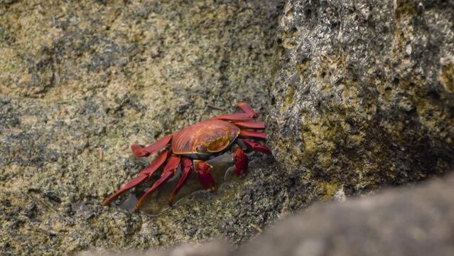 Galapagos red rock crab eating