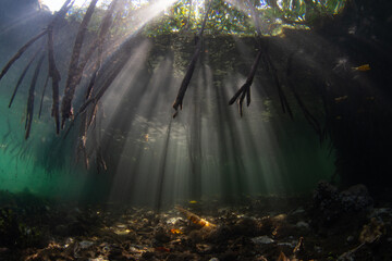Sunlight filters underwater into the shadows of a dark mangrove forest growing in Raja Ampat,...