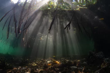 Photo sur Plexiglas Noir Sunlight filters underwater into the shadows of a dark mangrove forest growing in Raja Ampat, Indonesia. Mangroves are vital marine habitats that serve as nurseries and filter runoff from the land.
