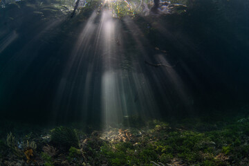 Sunlight filters underwater into the shadows of a dark mangrove forest growing in Raja Ampat, Indonesia. Mangroves are vital marine habitats that serve as nurseries and filter runoff from the land. - obrazy, fototapety, plakaty
