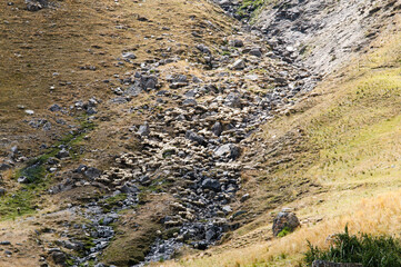 sheep in the mountains