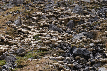 sheep in the mountains