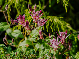 庭に咲くホトトギスの花