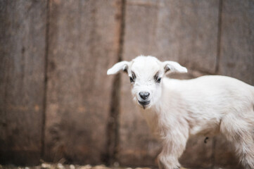 White baby goat on barn wood background