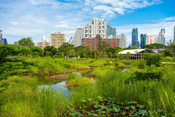 Fototapeta premium City green forest park Benchakitti new tropical park with office building Silom city