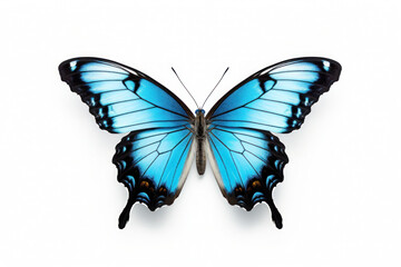 Obraz premium Butterfly Isolated on white Background, Generative ai