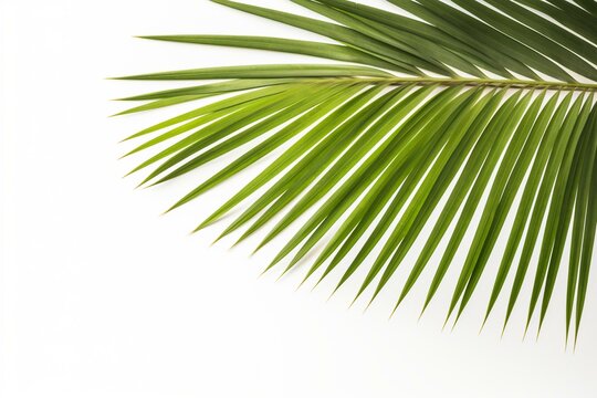 Palm leaf on white background. Generative AI