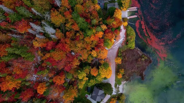 Colorful Treetops In Autumn On The Shore Of Lake Toplitz In Austria. aerial topdown