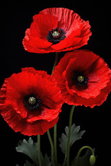 Red poppies on black background as Remembrance Day symbol