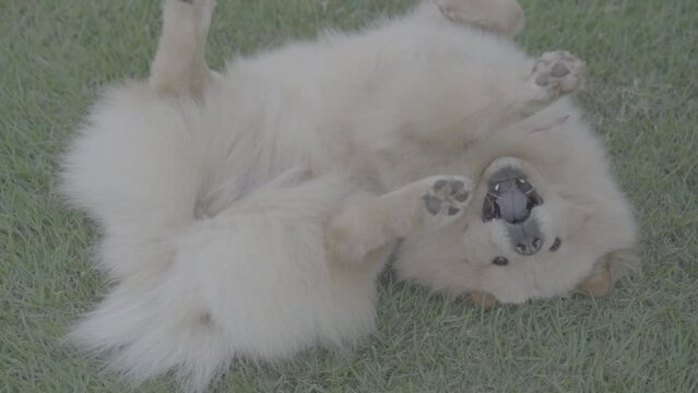 Chow Chow playing on the grass, Slog-3, Full HD, SlowMotion