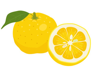 柚子のベクターイラスト