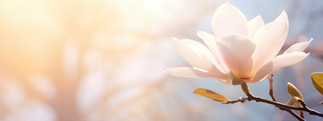 Pink spring blossom of magnolia flowers on soft background with copy space - obrazy, fototapety, plakaty