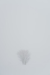 雪原と木のイメージ