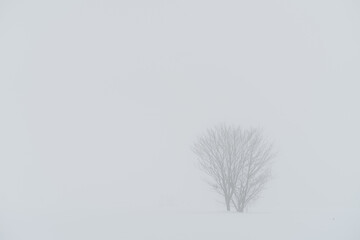 雪原と木のイメージ