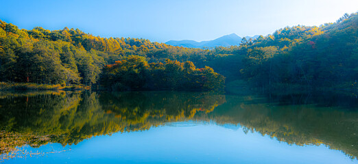 朝陽を浴びて輝く池の畔の樹々・秋の長野県