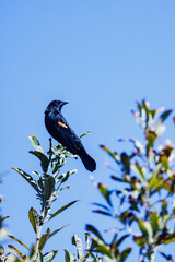 Black and red bird on top of tree