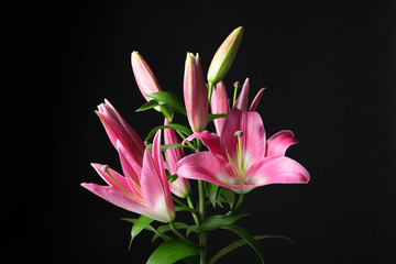 Beautiful pink lily flowers on black background